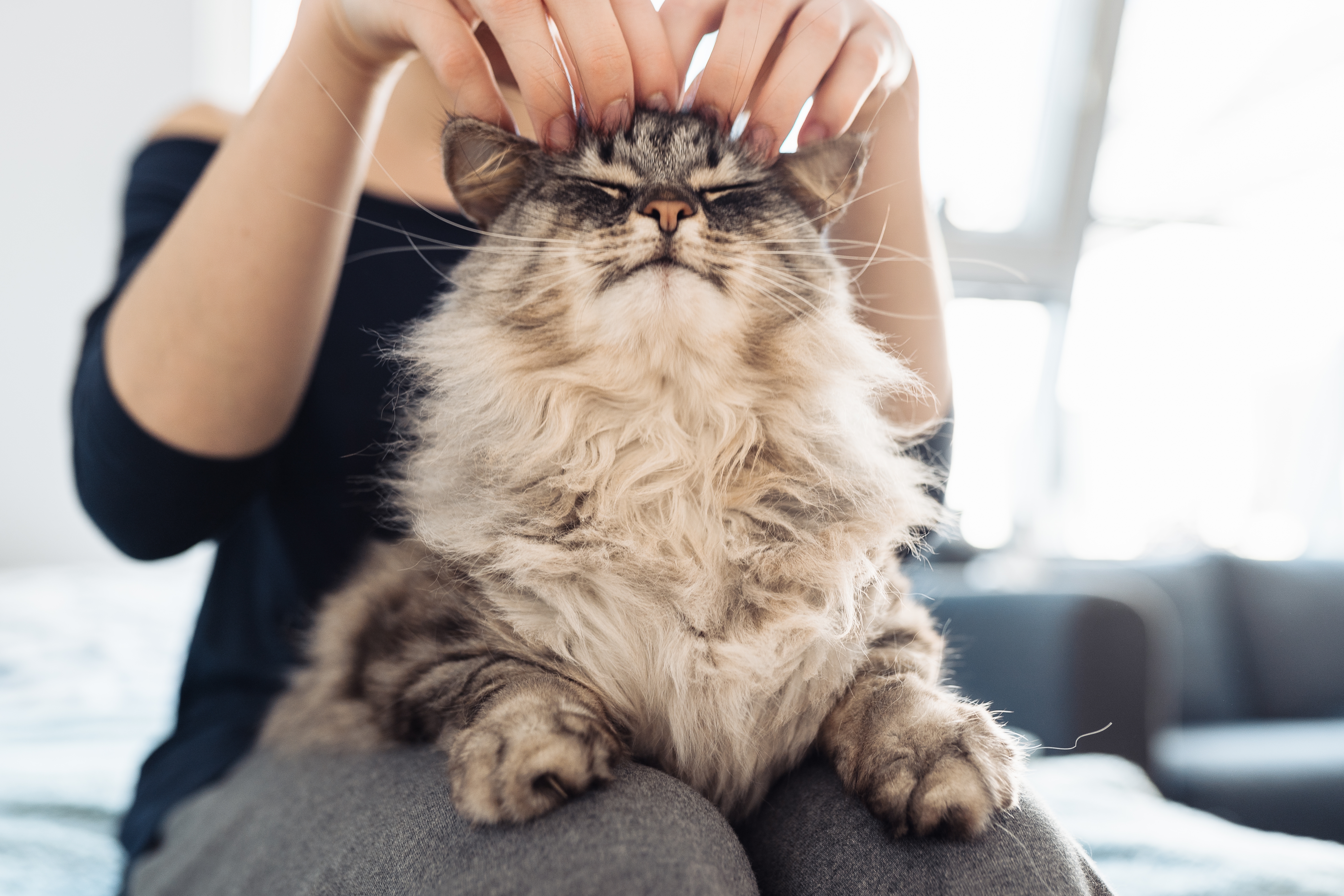Assurance chat de race